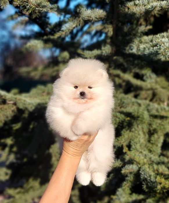 Очаровательная девочка померанского шпица