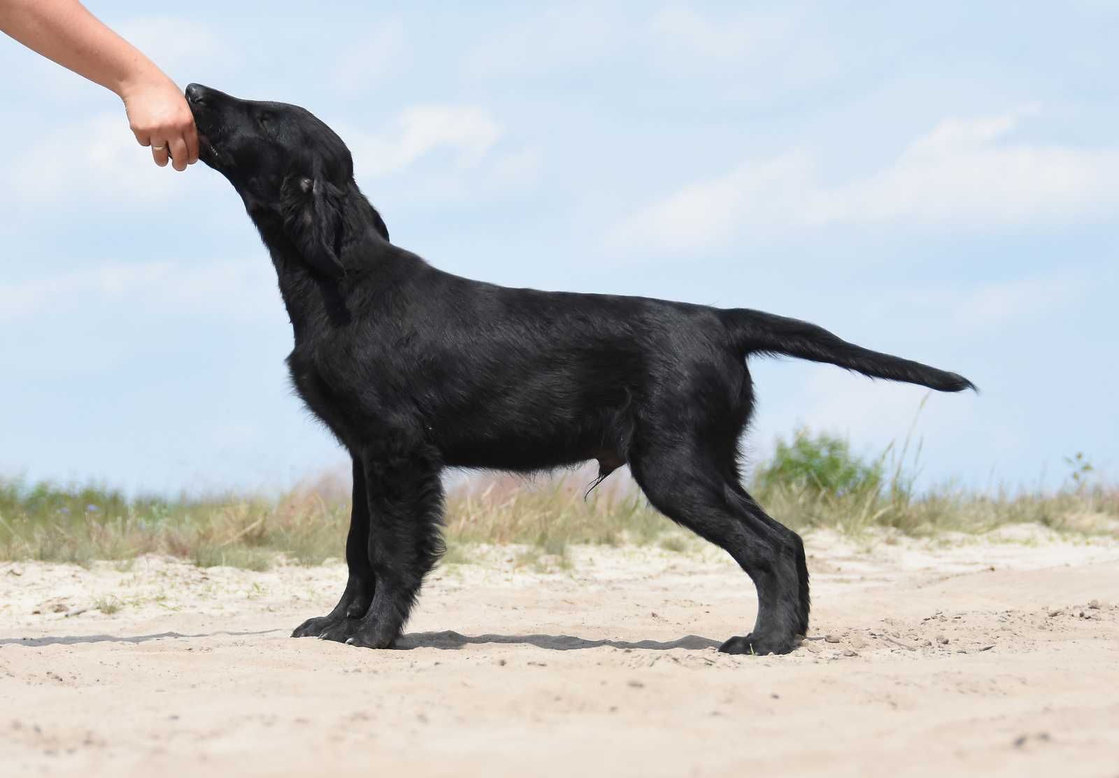 FLAT COATED RETRIEVER - cudny, czarny chłopczyk gotowy od odbioru