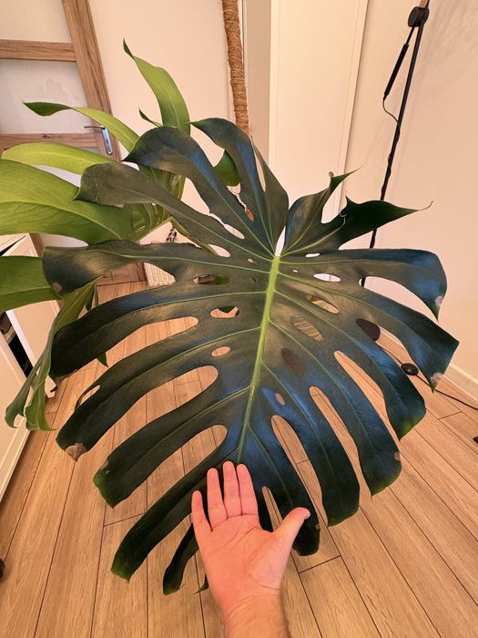 Monstera BIG FORM - cięta pędówka