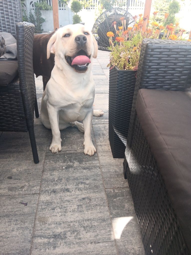 Labrador Retriever szczenie biszkopcik po ojcu z pochodzenia FCI