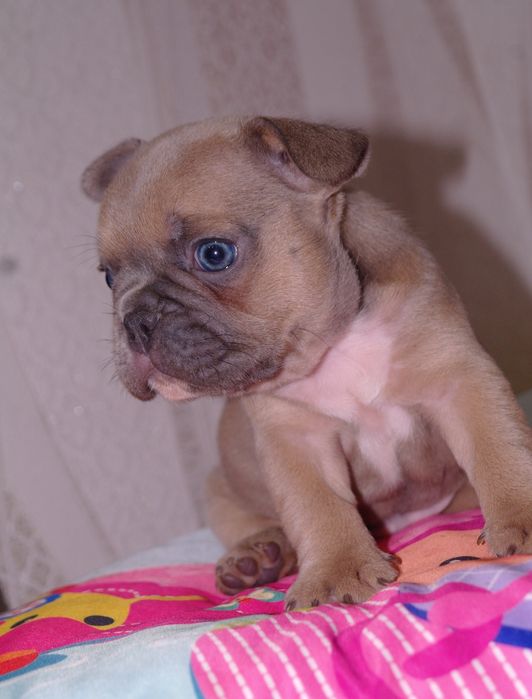 Шикарный мальчишка