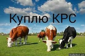 Гавядину КРХ бычкы телычкы