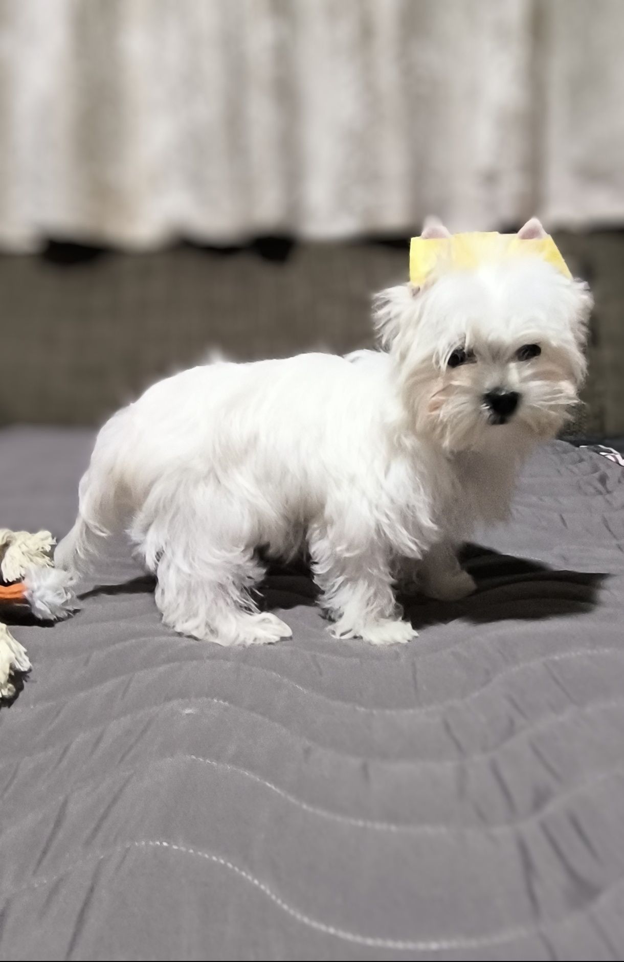 Белая девочка Morkie