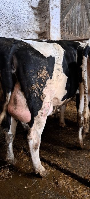 Jałowki wysokocielne