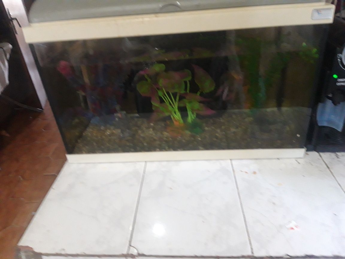 Aquario 60 cm por 40 por 30