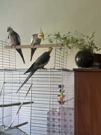 Papugi  NIMFY :)