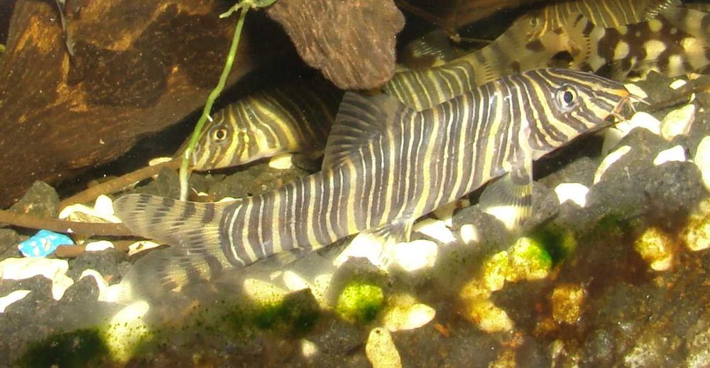 Bocja pręgowana striata