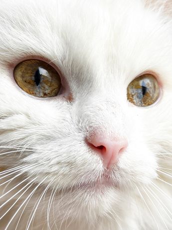 Кіт,унікальні очі,блакитно жовті