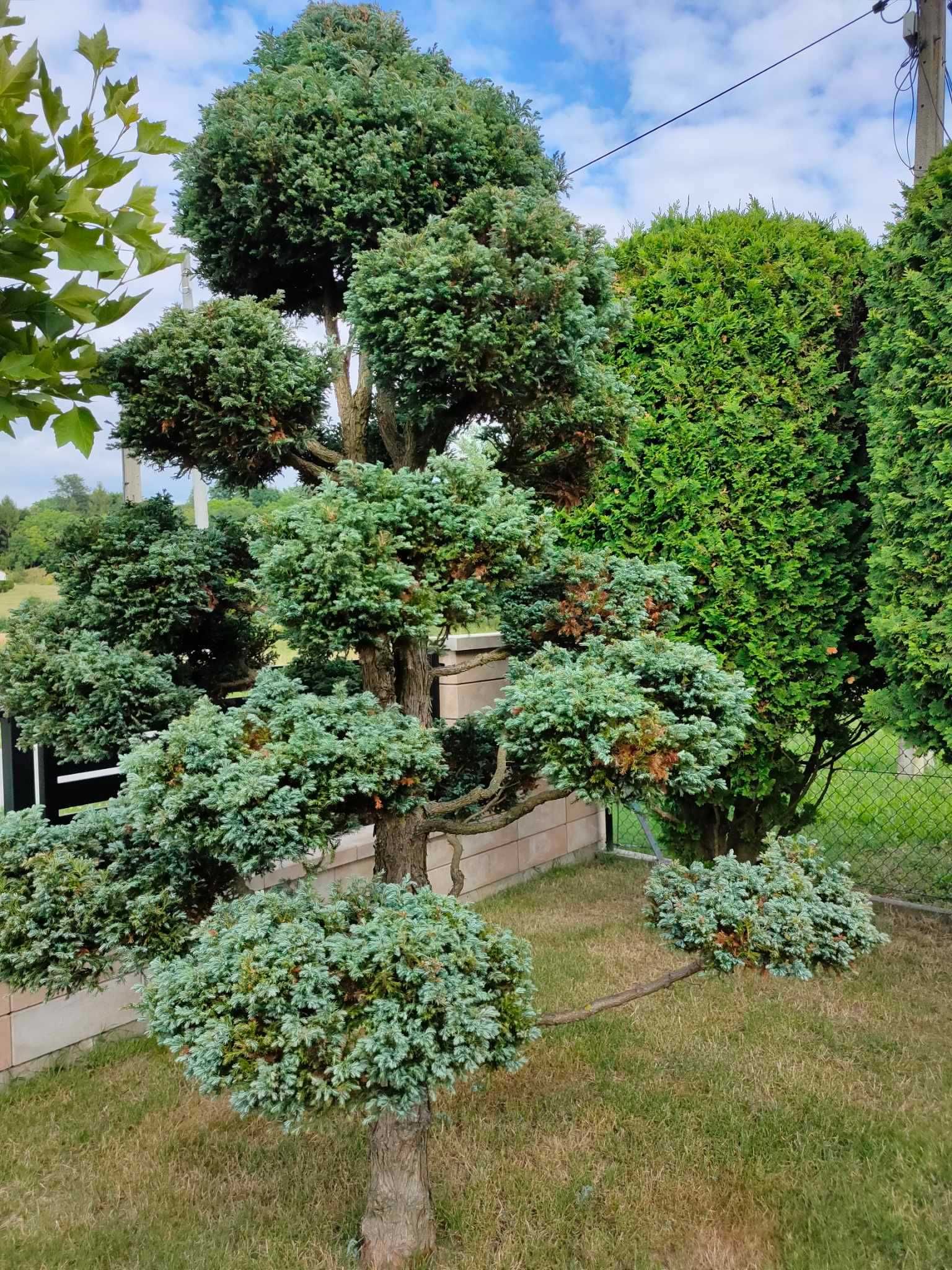 Drzewko formowane typu BONSAI cyprysik 2 szt. 3m