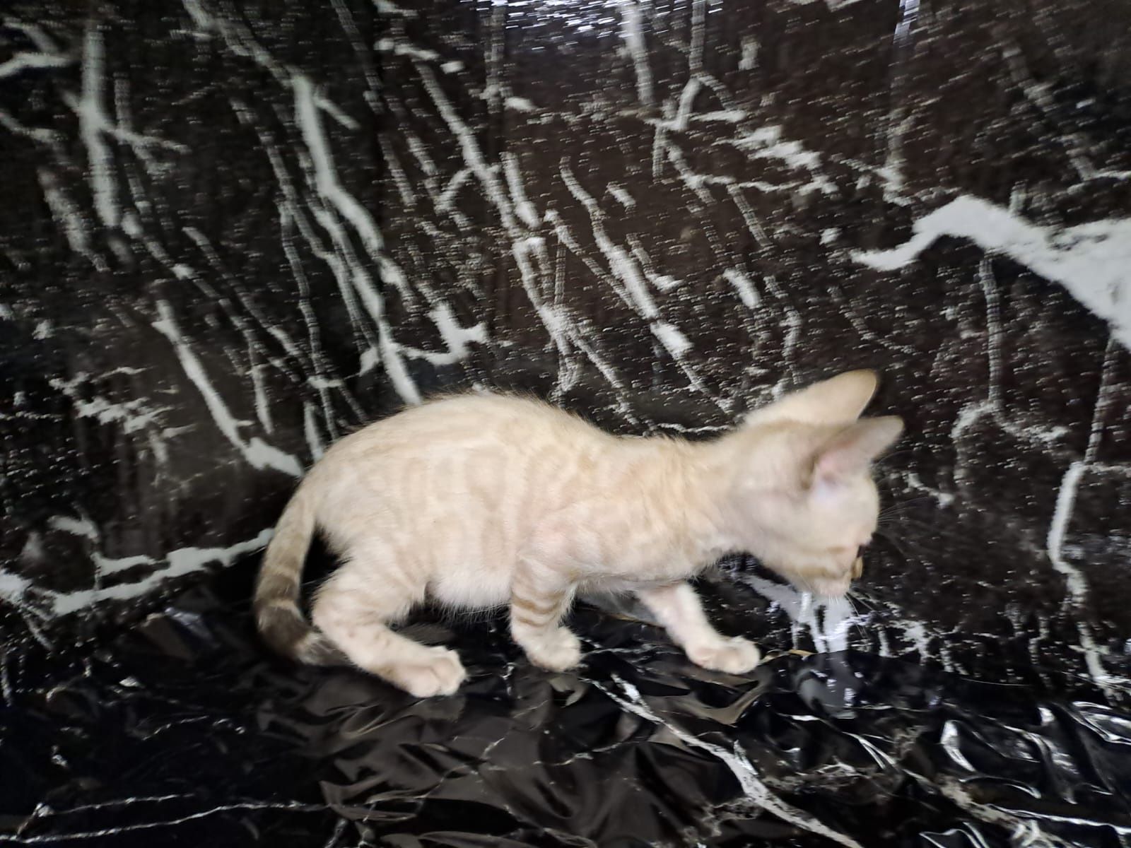 Бенгальский котёнок кот кошка