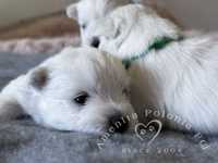 West highland white terrier szczeniak  pies FCI