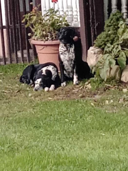 Psy miesszance z dalmatynczykiem