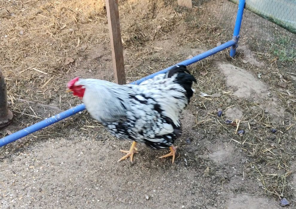 Wyandotte Srebrnołuskowana 2 kury i kogut.