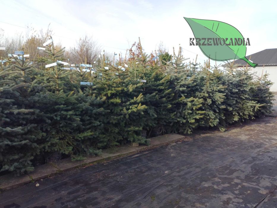 Świerk srebrny rosnący w donicy lub kopany do donicy – 20–150 cm