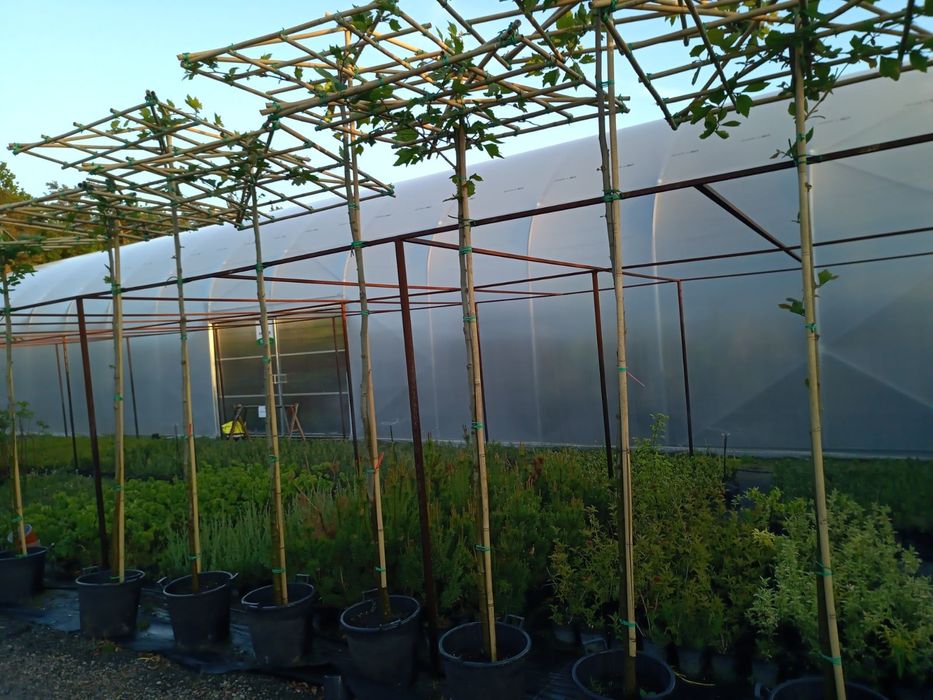 Klon szczepiony Zielony Globosum 180-190cm, Klony,  Tuja szmaragd