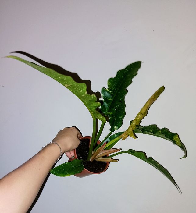 Філодендрон Ring of Fair 175-550грн