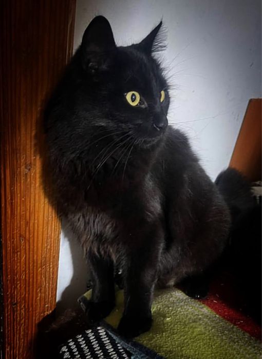 Czarny kocurek szuka domu