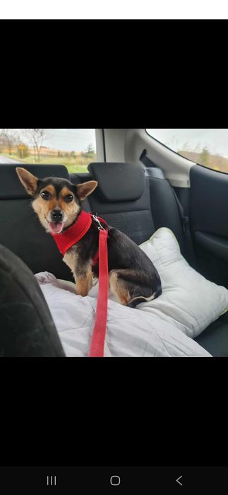 Roczna suczka do adopcji