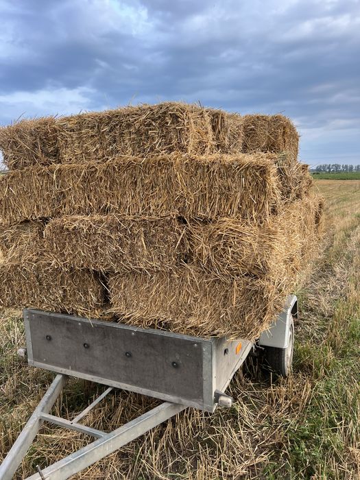Тюки соломи з з пшениці та овса