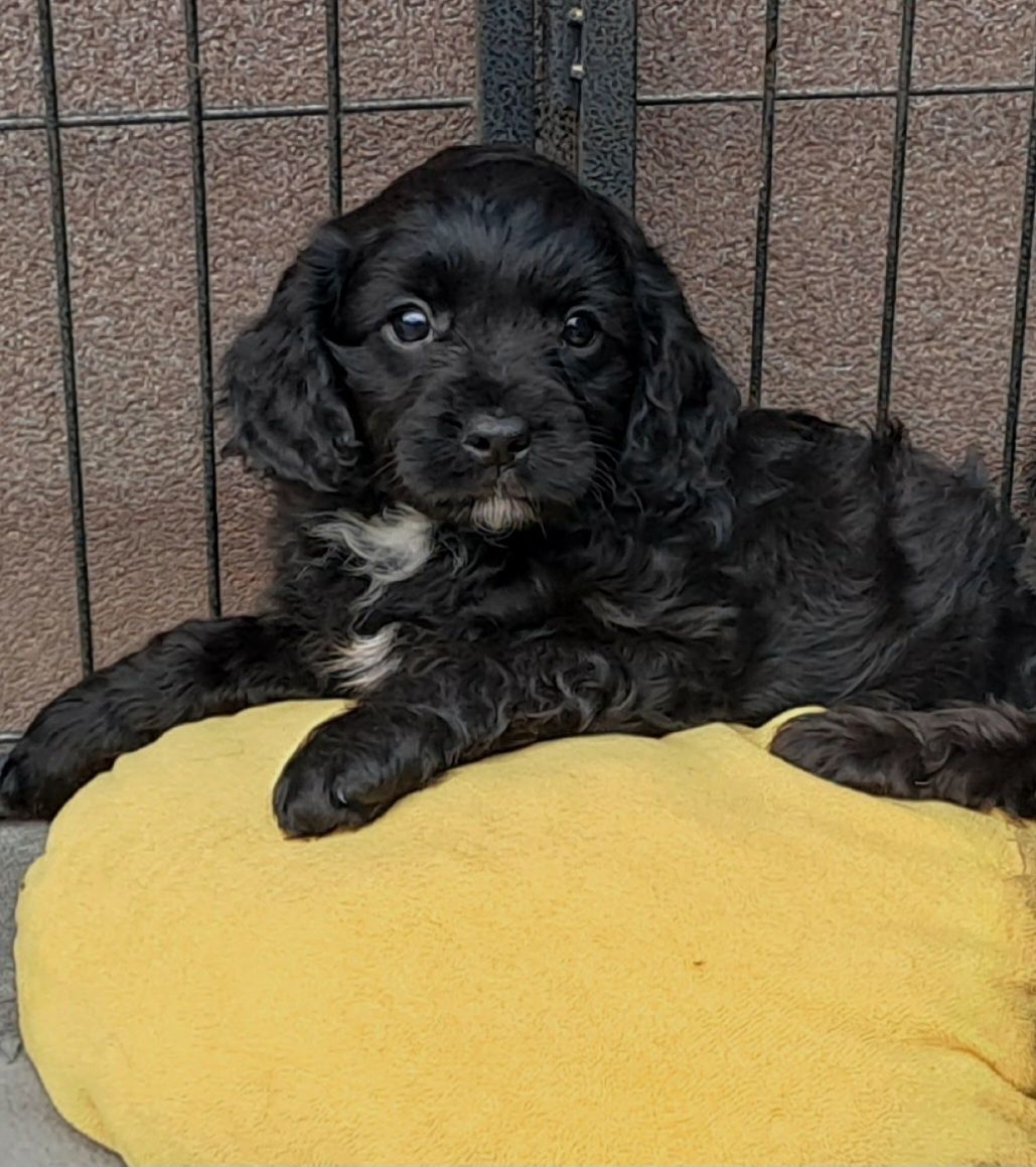 Śliczny Piesek Cavapoo (Cavalier king charles spaniel/ Pudel)