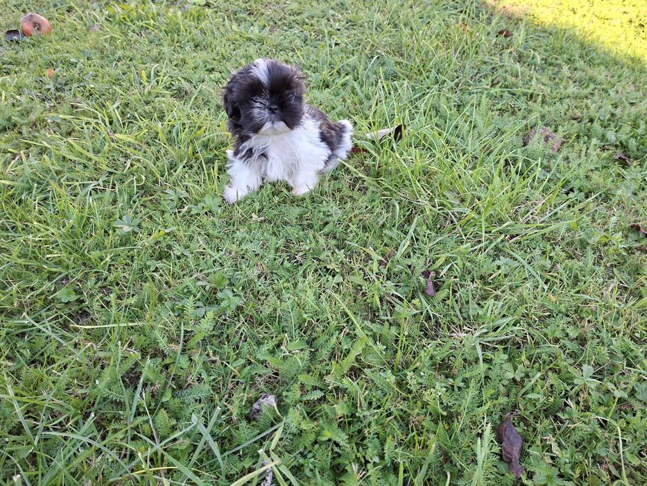 Shih-tzu mały Piesio