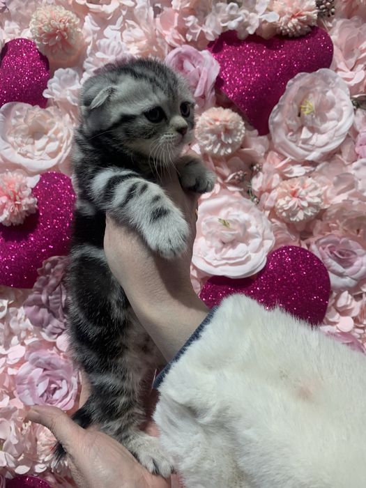 Котенок мальчик с документами!