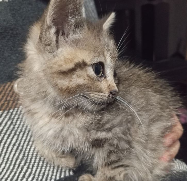 КОШЕНЯ, Хлопчик.