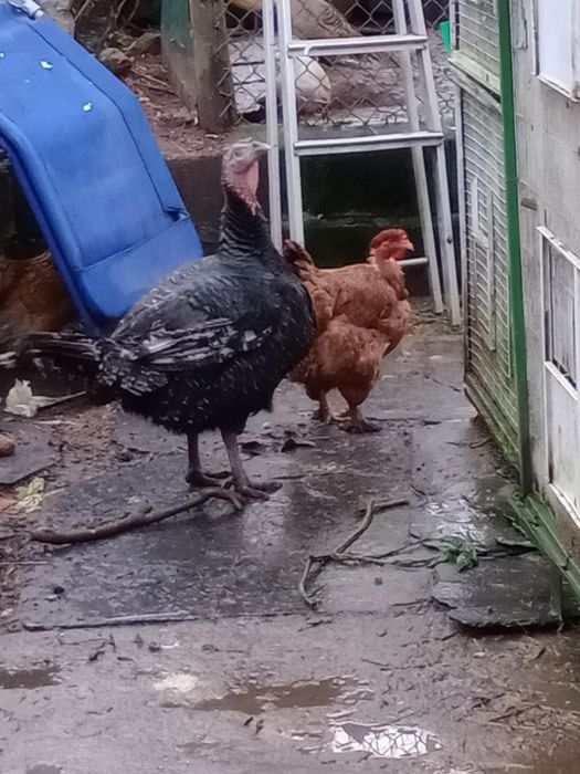 Perus para cedência