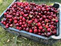Słodkie czereśnie prosto z sadu – 10 zł/kg | z ogonkami lub bez