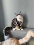 Cudowny Kocur czarno biały pręgowany Maine Coon TICA Ozzy
