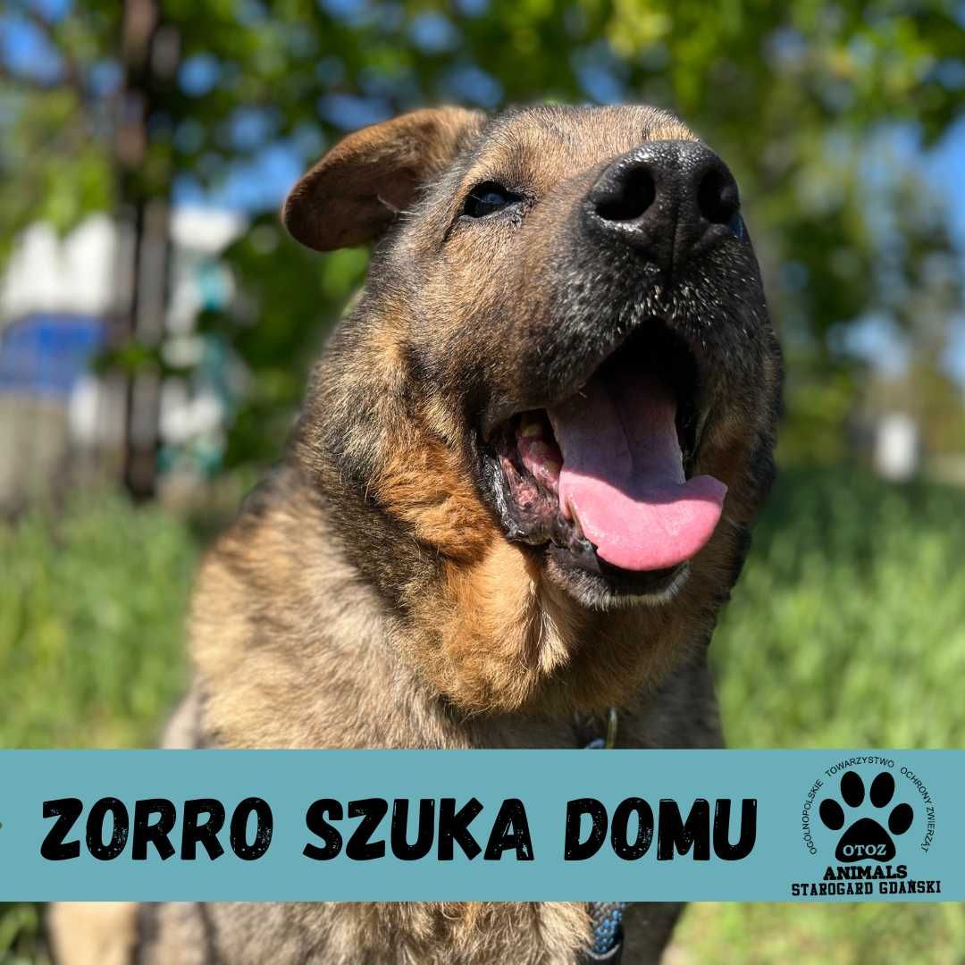 Kochany, duży Zorro do adopcji