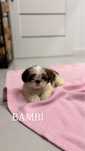 Szczeniak Shih Tzu- BAMBI