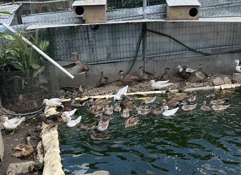 Patos ornamentais