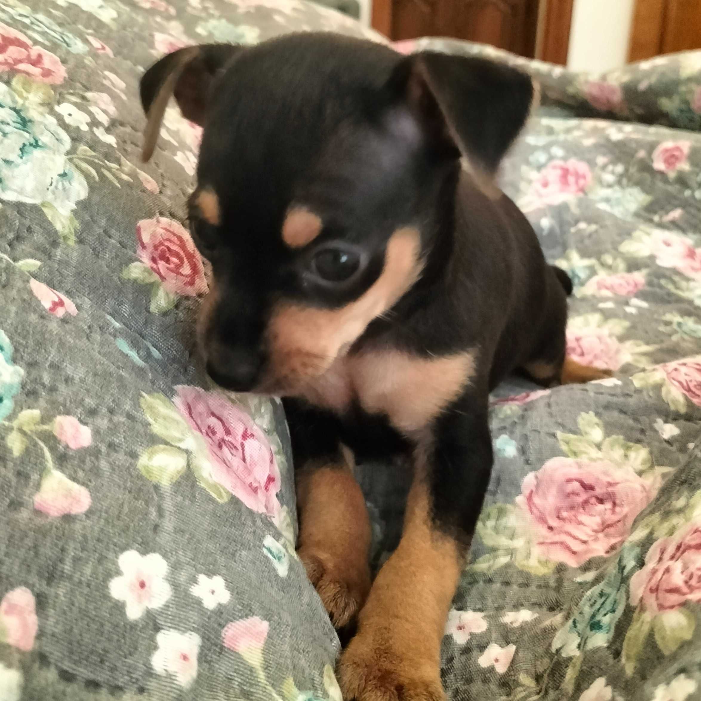 Pinscher fêmea linda