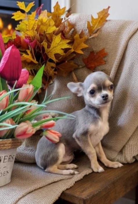 Крошка чихуа. Малыш в окрасе голубой тан.
