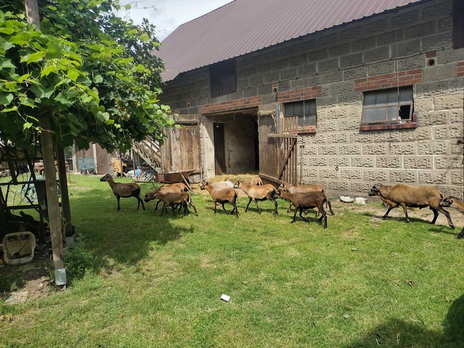 Owce kameruńskie