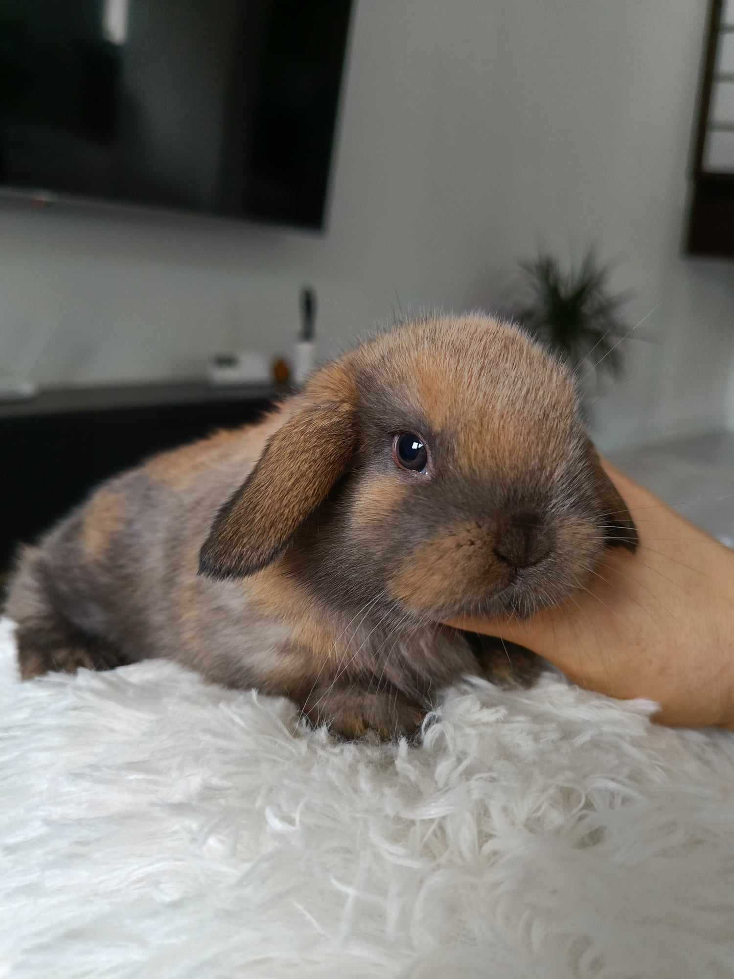 Mini lop karzełek Teddy hodowla zarejestrowana