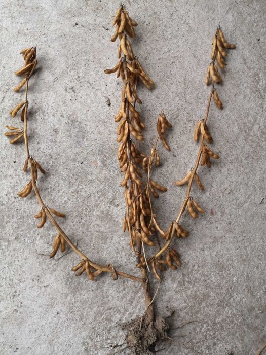 Soja Wczesna Wojtek, Comandor, Gouvernor