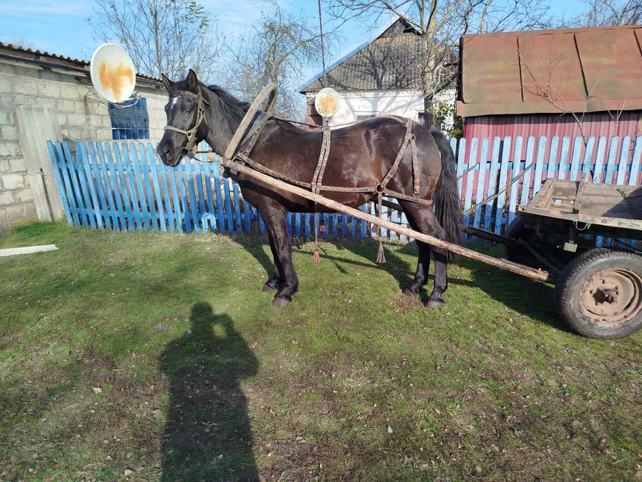 Кобила конь жеребець лошадь