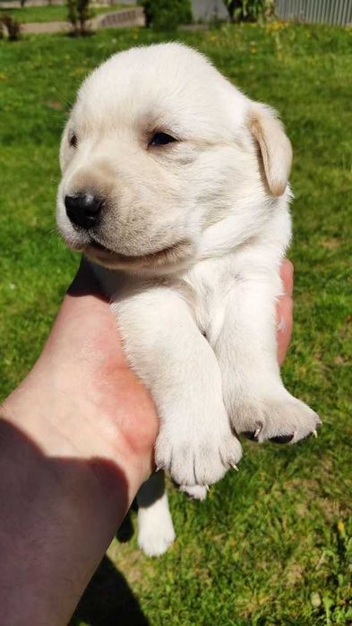 Продаются породные щеночки лабрадора