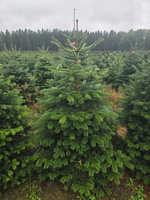 Jodła kaukaska prosto z plantacji z Danii wszystkie klasy w tym PRIMA!