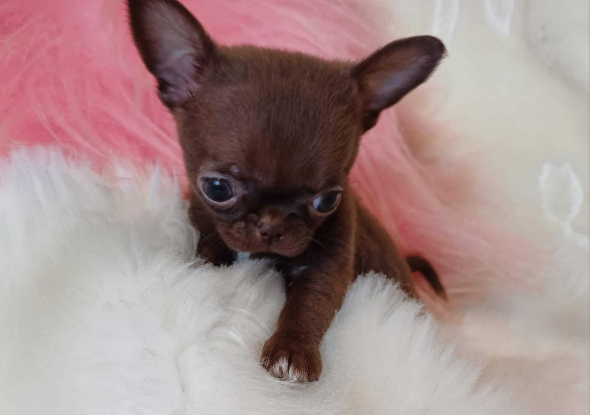 Chihuahua przepiękna trzymiesięczna mini czekoladowa dziewczynka