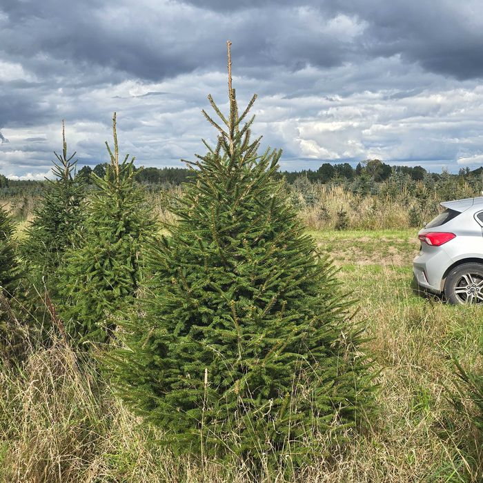Choinki, świerk pospolity, srebrny, serbski