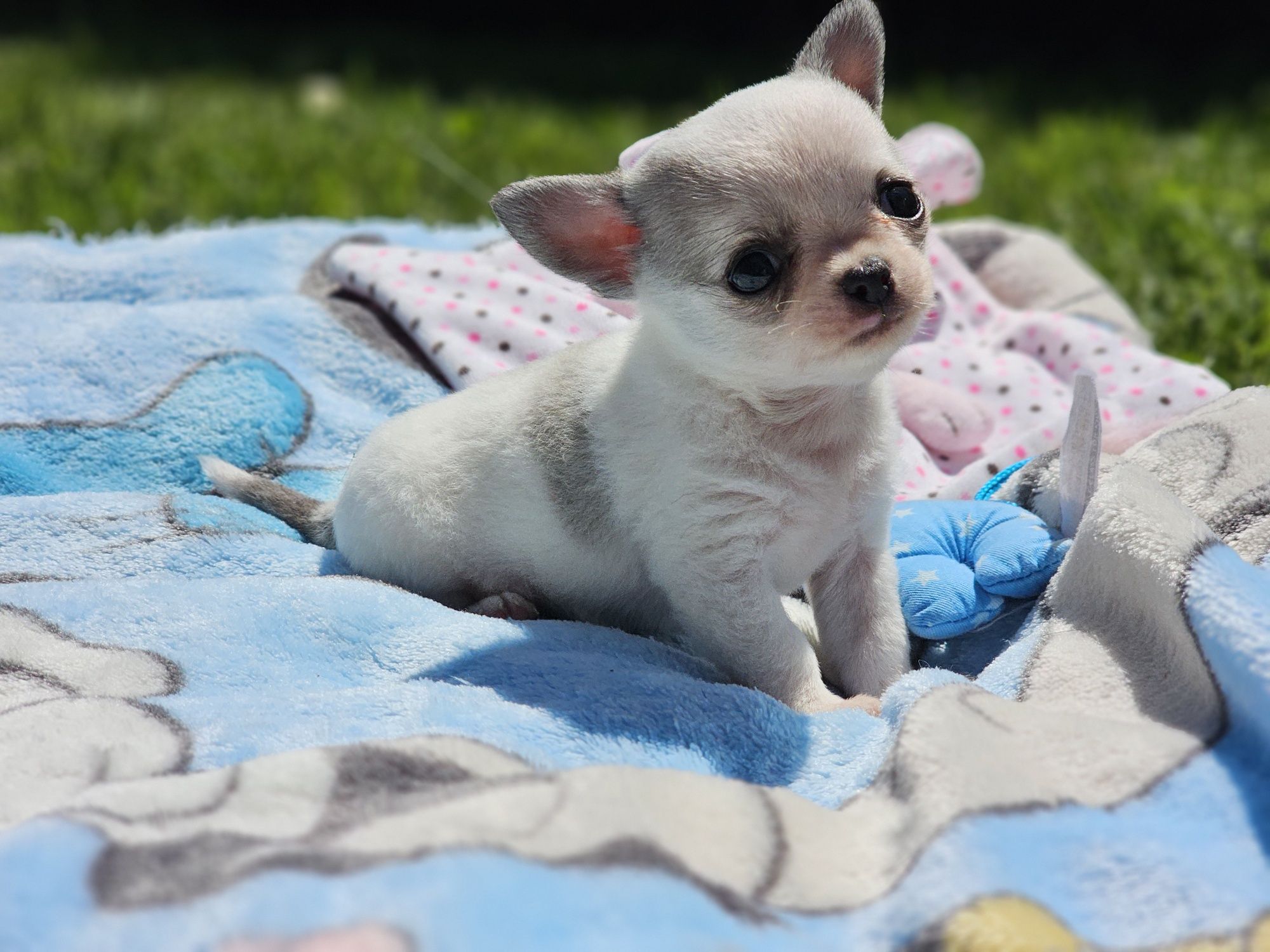 Chihuahua krótkowłosy piesek