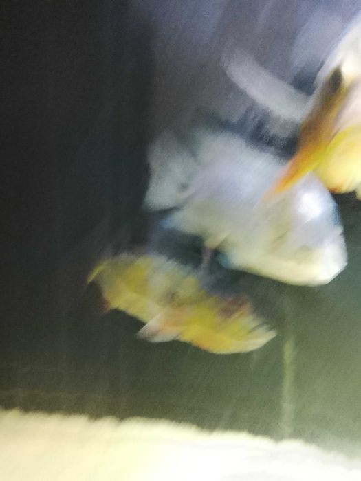 Vendo fauna de peixes amazonicos