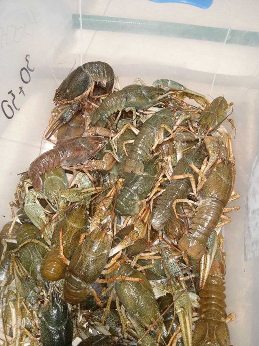 Річкові РАКИ для свят та на кожен день!