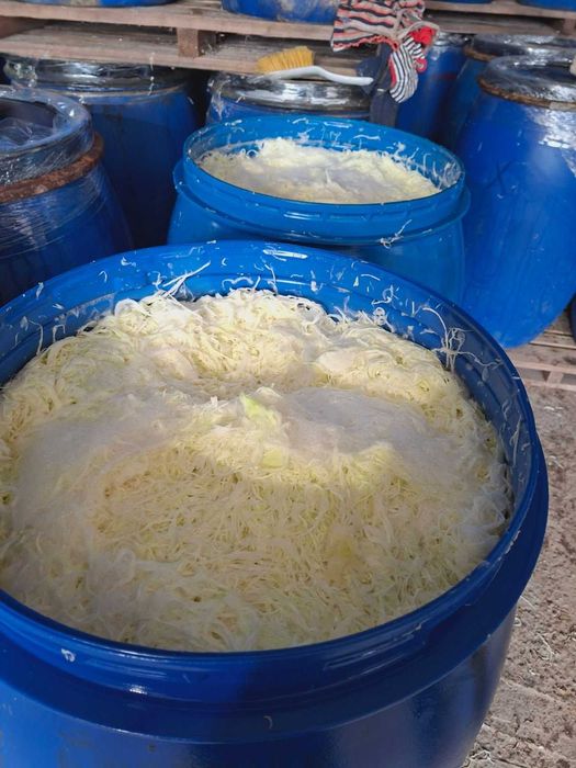 Sprzedam kapustę kiszoną