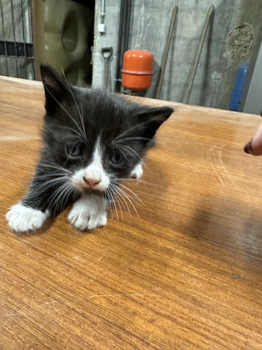 6 Gatinhos para adoçao