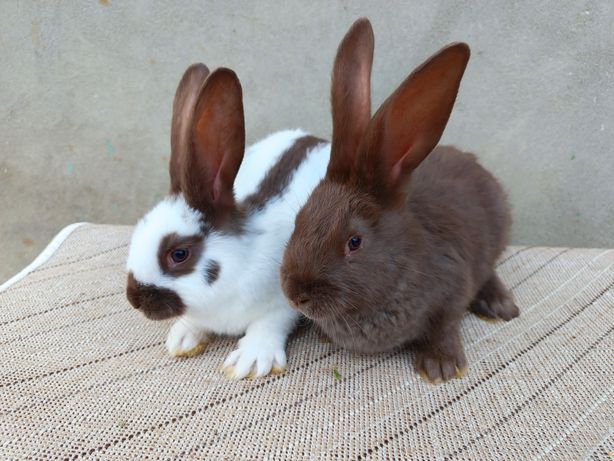 Кролики, самці, самки породи Строкач Гавана віком 2 міс