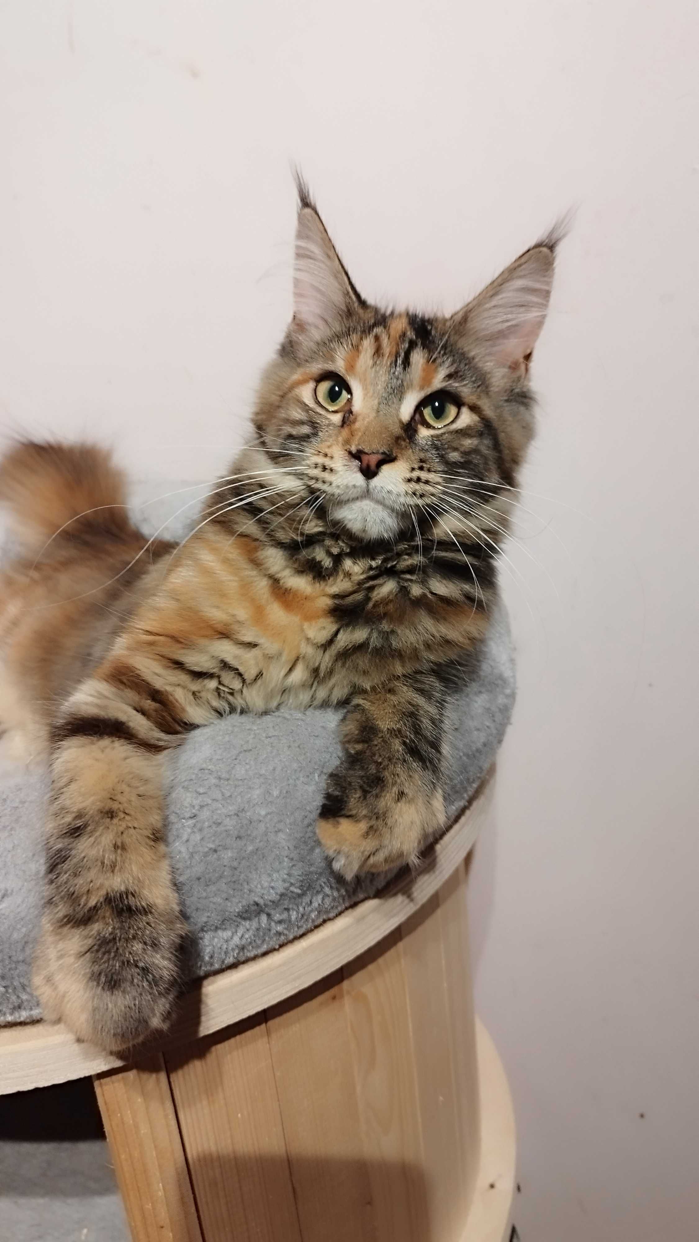 Koteczka Zosia Maine coon
